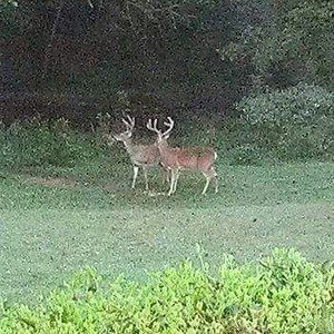 Meet your Posher, Harley